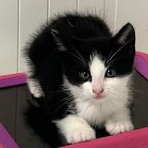 Thumbnail photo of Hobbs #1