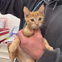 Thumbnail photo of Gator #1