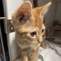 Thumbnail photo of Gator #2