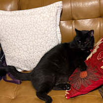 Thumbnail photo of Raven #2