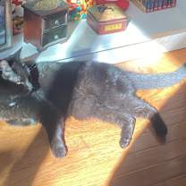 Thumbnail photo of Annie #2