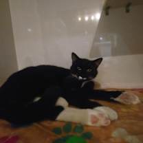 Thumbnail photo of Nicky Noodle #2