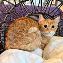 Thumbnail photo of Peppermint Patty #1