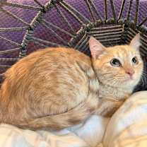 Thumbnail photo of Linus #1