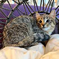 Thumbnail photo of Schroeder #1