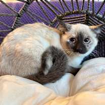 Thumbnail photo of Lucy #2