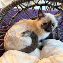 Thumbnail photo of Lucy #3