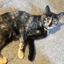 Thumbnail photo of Miko #1