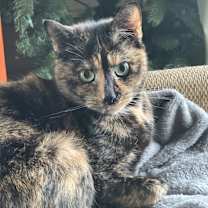 Thumbnail photo of Miko #2