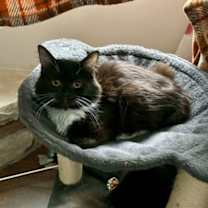 Thumbnail photo of Tinsel #3