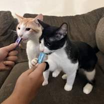 Thumbnail photo of Pumpkin & Loki #1