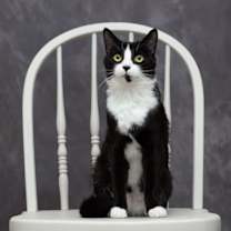 Thumbnail photo of Marli #1