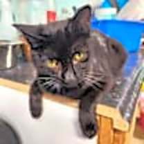 Thumbnail photo of Leslie #2