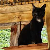 Thumbnail photo of Cole #3