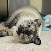 Thumbnail photo of Elsie #2