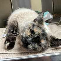 Thumbnail photo of Elsie #3