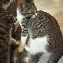 Thumbnail photo of Ninja #2