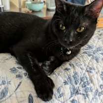 Thumbnail photo of Tripoli #1