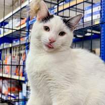 Thumbnail photo of Zinger #1