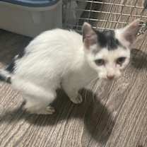 Thumbnail photo of Ollie #2