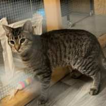 Thumbnail photo of Steele #1