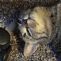 Thumbnail photo of Sweet Pea #4