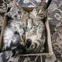 Thumbnail photo of Wolfie & Max #4