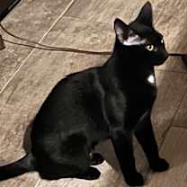 Thumbnail photo of Luna #2