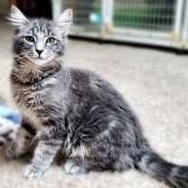 Thumbnail photo of Teddy Bear #2