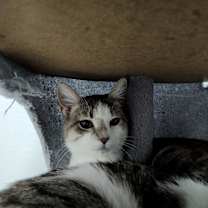 Thumbnail photo of Marshmallow #3