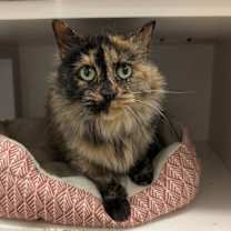 Thumbnail photo of Ophelia #2