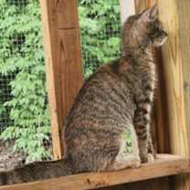 Thumbnail photo of Crookshanks #3