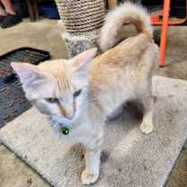 Thumbnail photo of Jameson #4