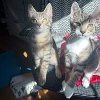 Thumbnail photo of George and Louis #1