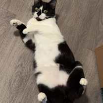 Thumbnail photo of Moomoo #2