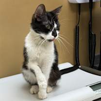 Thumbnail photo of Moomoo #3