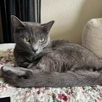 Thumbnail photo of Gravy #1