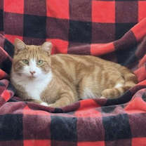 Thumbnail photo of Finnegan #4