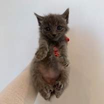 Thumbnail photo of Dali #3