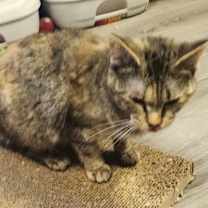 Thumbnail photo of Joanna #2