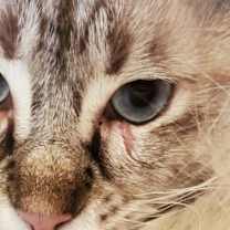 Thumbnail photo of Poof (Foster Needed) #4