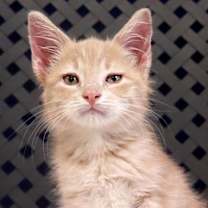 Thumbnail photo of Potato #1