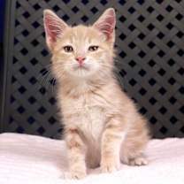 Thumbnail photo of Potato #2