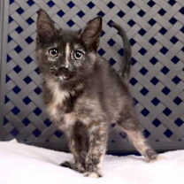 Thumbnail photo of Piper #2