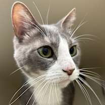 Thumbnail photo of Ollie #2