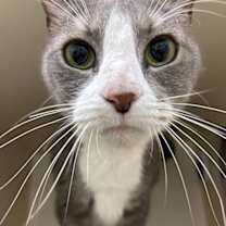 Thumbnail photo of Ollie #3