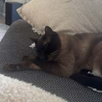 Thumbnail photo of Gumbo #1