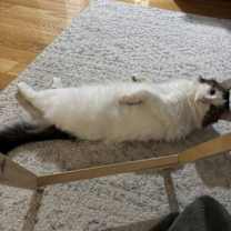 Thumbnail photo of Tom #2