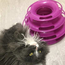 Thumbnail photo of Willow #3