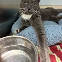 Thumbnail photo of Kumo #1